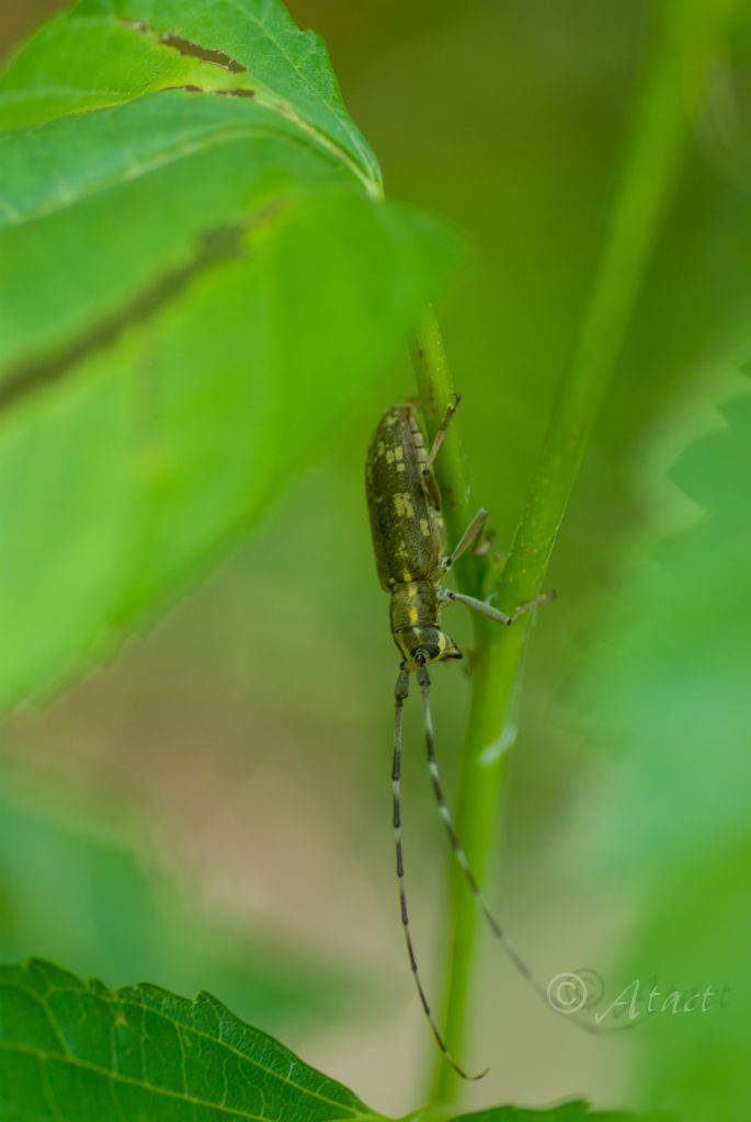 キボシカミキリ沖永良部島亜種 / Psacothea hilaris intermedia Breuning & K. Ohbayashi, 1966