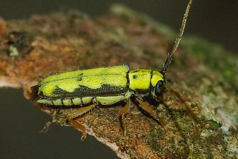 オニグルミノキモンカミキリ / Menesia flavotecta Meyden,1886