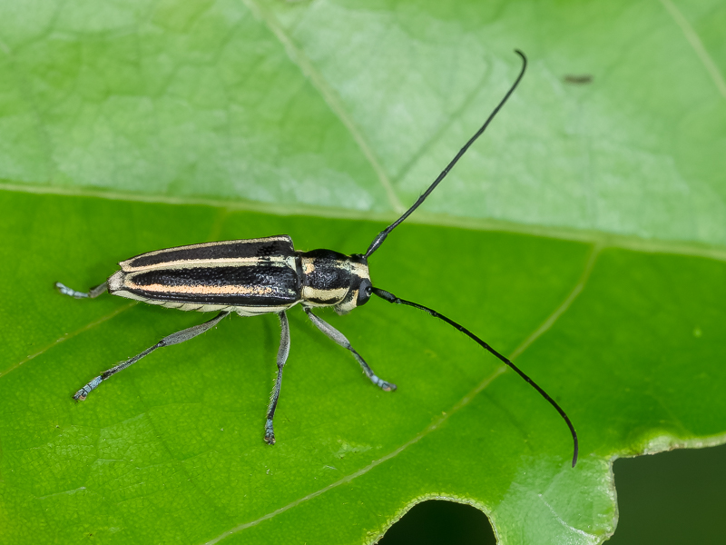 イワサキキンスジカミキリ / Glenea（Glenea） iwasakii Kono,1933