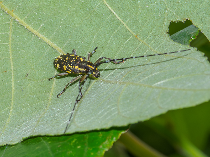 イシガキキボシカミキリ / Psacothea hilaris ishigakiana Ohbayashi et N.Ohbayashi, 1965