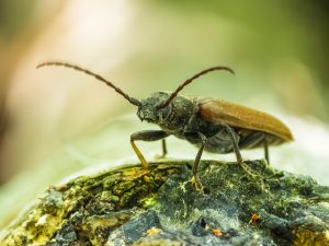 オオマルクビヒラタカミキリ /　Asemum striatum (Linnaeus,1758)