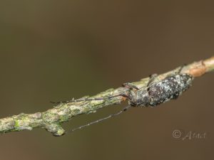 キボシチビカミキリ / Sybra flavomaculata Breuning, 1939