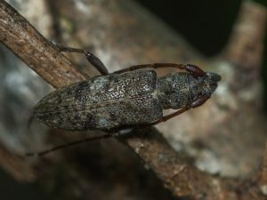 シロオビチビカミキリ/ Sybra (Sybrodiboma) subfasciata subfasciata (Bates, 1884)