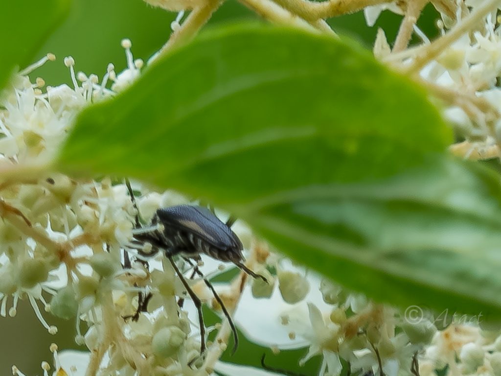 キベリカタビロハナカミキリ / Pachyta erebia erebia Bates,1884