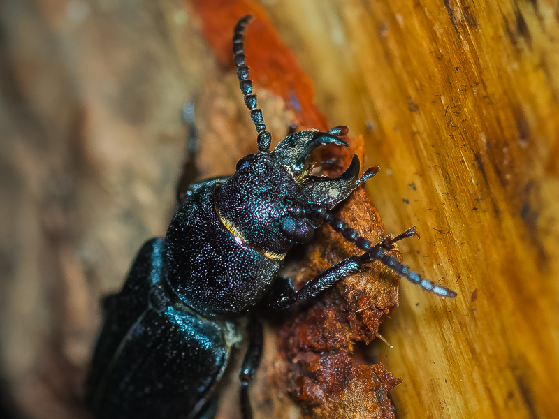 クロカミキリ / Spondylis buprestoides (Linnaeus, 1758)