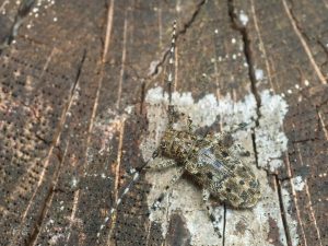 カタジロゴマフカミキリ