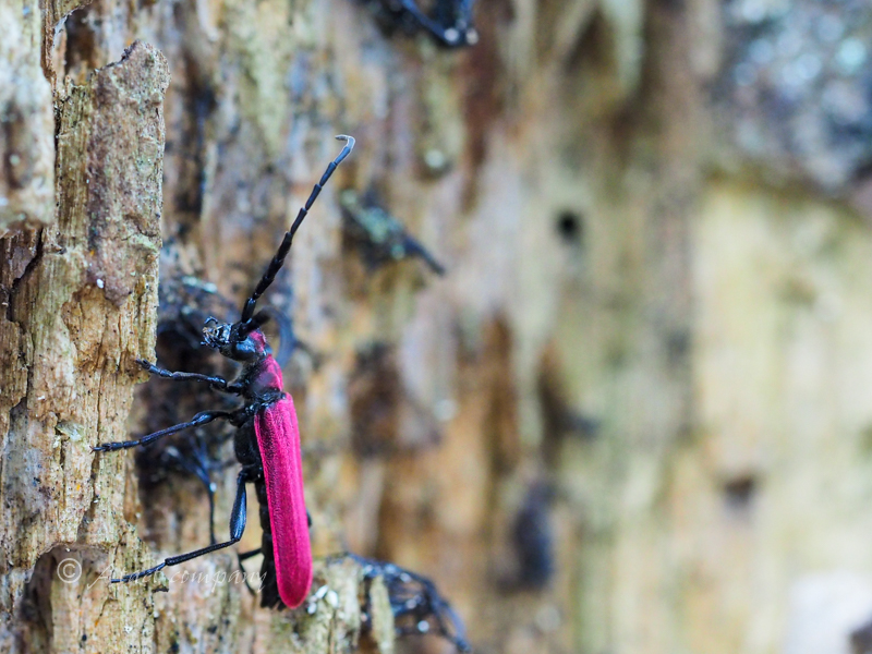 キヌツヤハナカミキリ / Corennys sericata Bates,