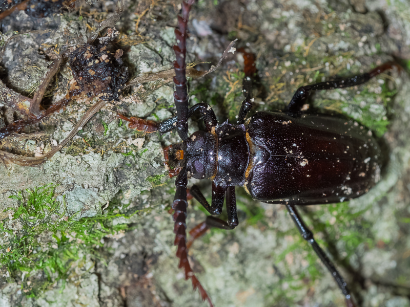 ノコギリカミキリ / Prionus insularis insularis Motschulsky,1857