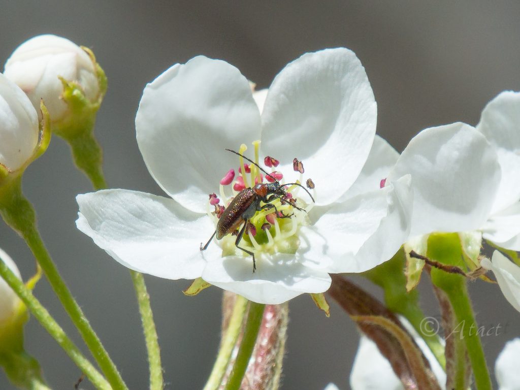 クビアカハナカミキリ / Gaurotes (Carilia)