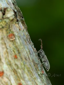 イワサキケブカカミキリ　/  Eupogoniopsis granulatus Lim, 2013