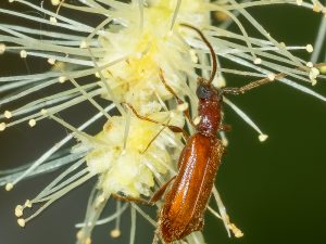 サドチビアメイロカミキリ　/ Obrium obscuripenne takakuwai Niisato, 2006
