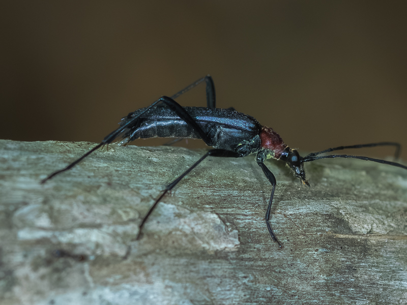 ジャコウホソハナカミキリ　/ Mimostrangalia dulcis (Bates, 1884)