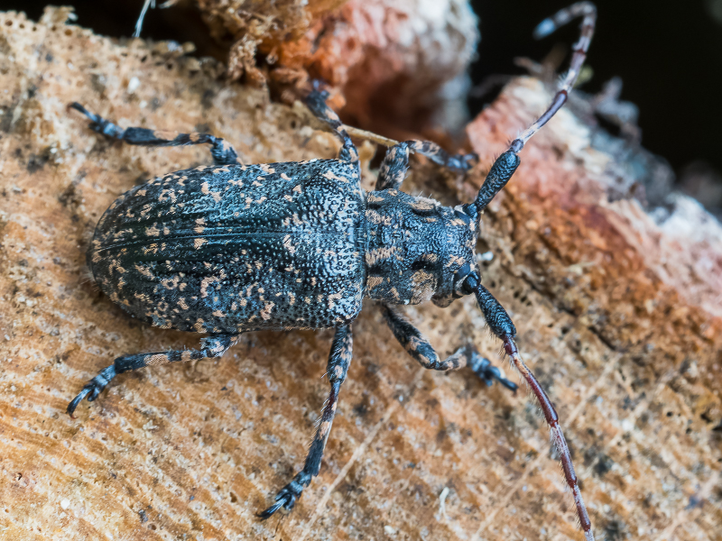 ゴマフカミキリ / Mesosa （Msesosa) japonica Bates,1873