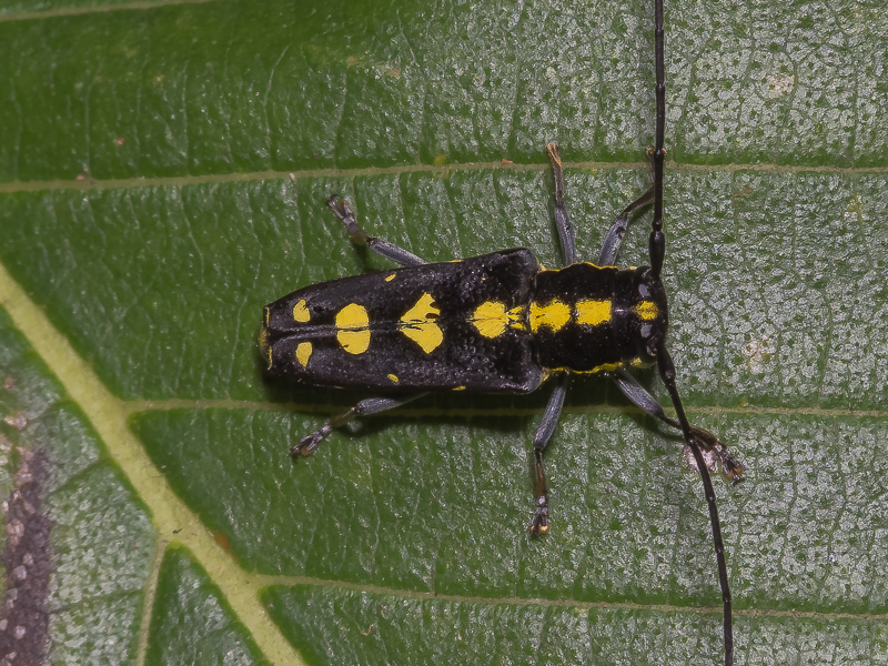 イッシキキモンカミキリ / Glenea centroguttata Fairmaire,1897