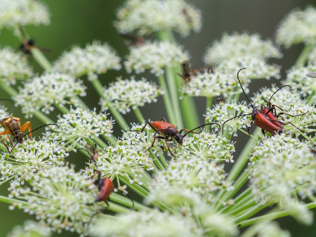 アカハナカミキリ　/ Aredolpona succedanea (Lewis,1879)