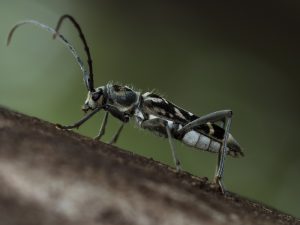 シロトラカミキリ　/　Paraclytus excultus Bates, 1884