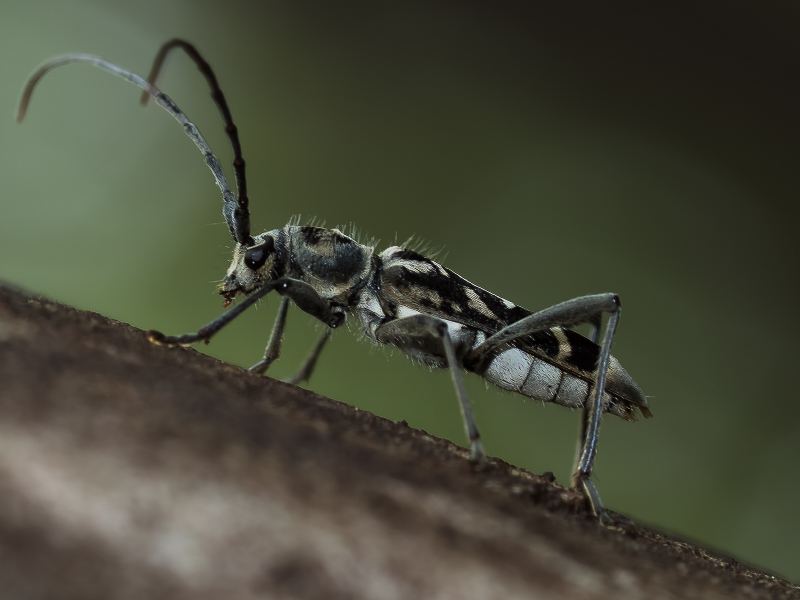 シロトラカミキリ　/　Paraclytus excultus Bates, 1884