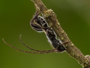 クロサワヒメコバネカミキリ / Epania