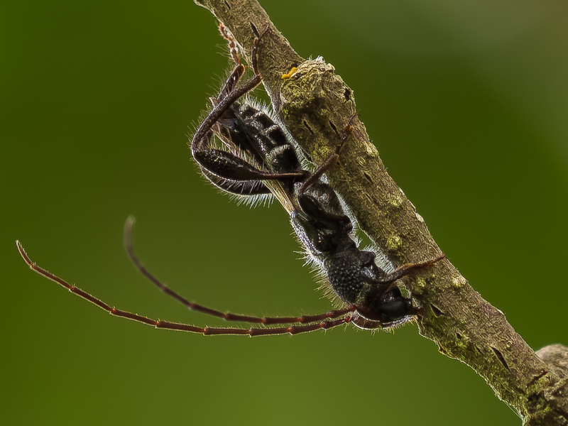 クロサワヒメコバネカミキリ / Epania