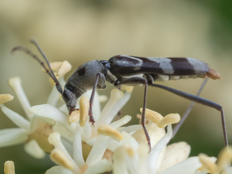 エグリトラカミキリ / Chlorophorus japonicus (Chevrolat, 1863)