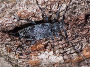 ゴマダラモモブトカミキリ / Leiopus stillatus (Bates, 1884)