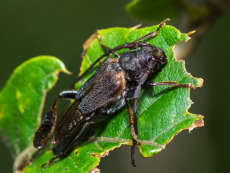 コバネカミキリ / Psephactus remiger remiger Harold, 1879