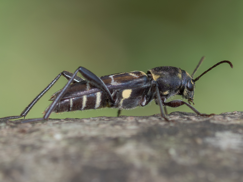 ウスイロトラカミキリ/ Xylotrechus cuneipennis (Kraatz, 1879)