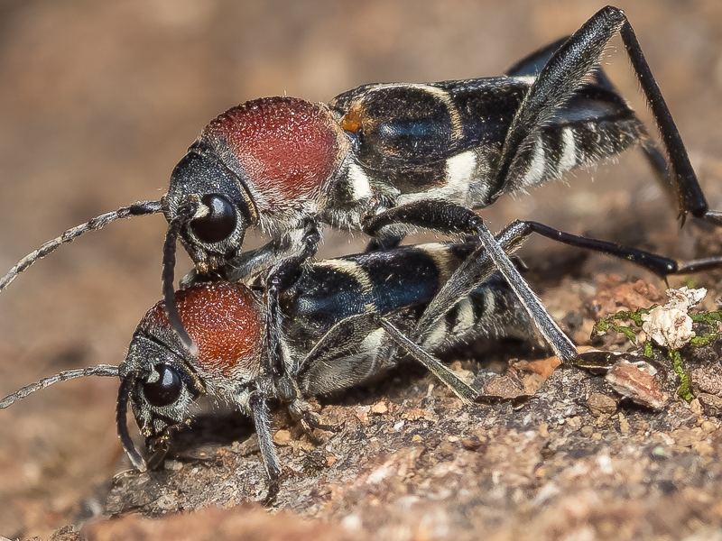 クビアカトラカミキリ / Xylotrechus rufilius Bates, 1873
