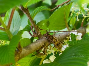 キマダラミヤマカミキリ / Aeolesthes