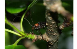 アカムネハナカミキリ/ Macropidonia ruficollis Pic,1902