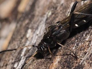 クロホソコバネカミキリ / Necydalis (Necydalisca) harmandi Pic, 1902