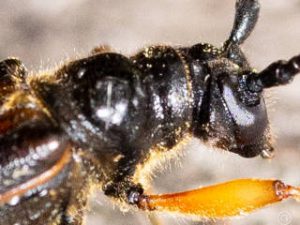 オオホソコバネカミキリ　/　Necydalis(Necydalisca)solida Bates, 1884