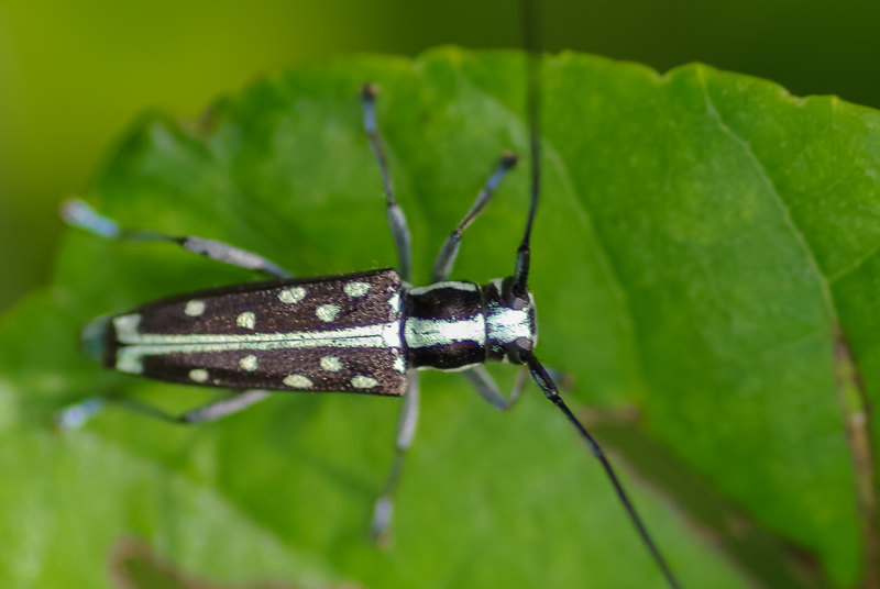 リュウキュウルリボシカミキリ / Glenea chlorospila chlorospila Gahan,1897