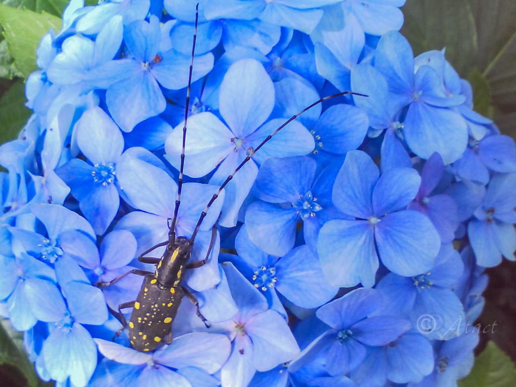 キボシカミキリ / Psacothea hilaris hilaris