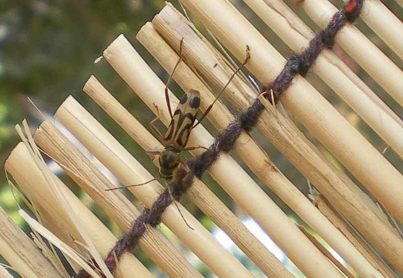 タケトラカミキリ　/ Chlorophorus annularis (Fabricius, 1787)