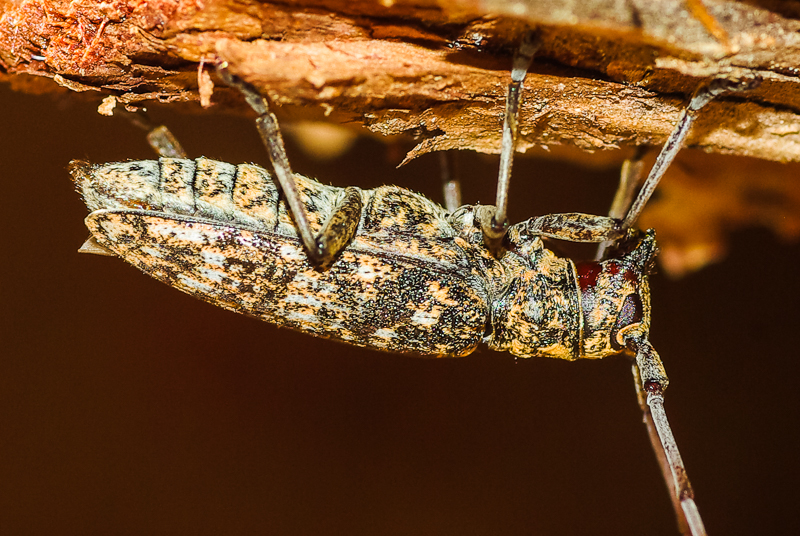 マツノマダラカミキリ / Monochamus (Monochamus) alternatus endai Makiharam2004