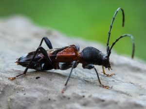 トガリバアカネトラカミキリ　/　Anaglyptus niponensis Bates,1884