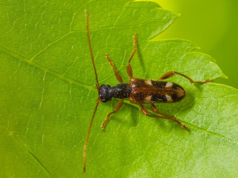 フタオビヒメハナカミキリ　/　Pidonia (Omphalodera) puziloi (Solsky,1873)