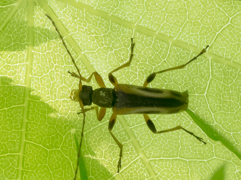 セスジヒメハナカミキリ基亜種 / Pidonia amentata amentata (Bates, 1884)