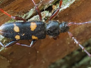 スギカミキリ  　/　 Semanotus japonicus(Lacordaire,1869)