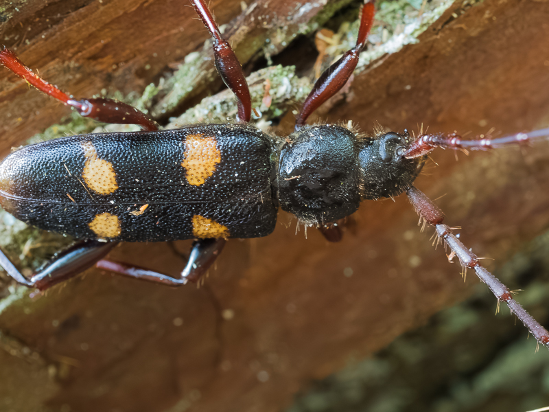 スギカミキリ  　/　 Semanotus japonicus(Lacordaire,1869)