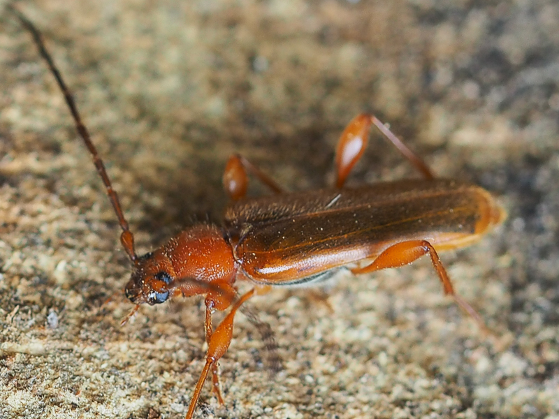 チャイロホソヒラタカミキリ　/ Phymatodes testaceus (Linnaeus,1758)