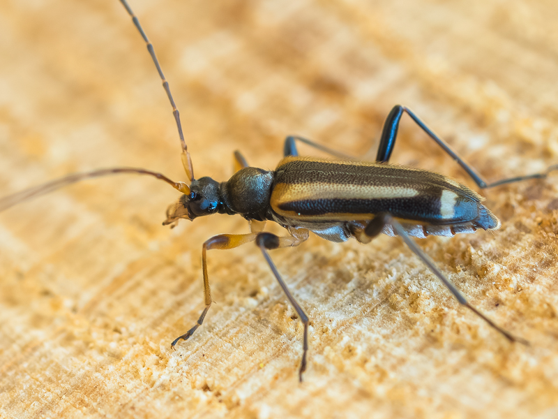 ナガバヒメハナカミキリ　/　Pidonia (Pidonia) signifera (Bates, 1884)
