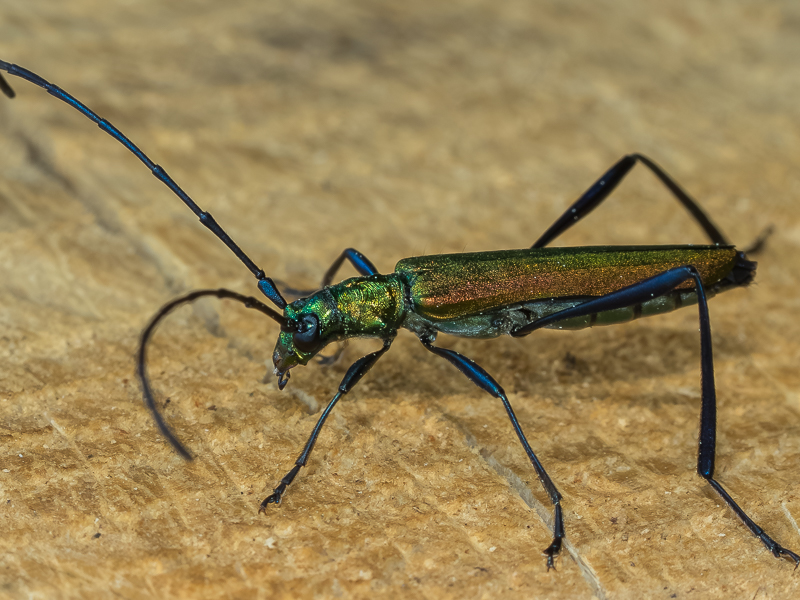 ミドリカミキリ　/　Chloridolum viride (Thomson,1864)