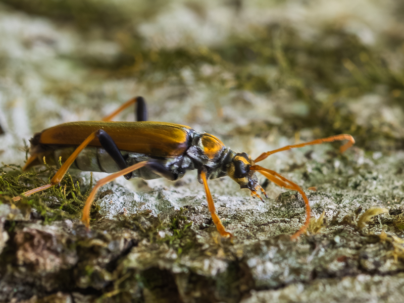 ハネビロハナカミキリ　/ Leptura latipennis (Matsushita, 1933)