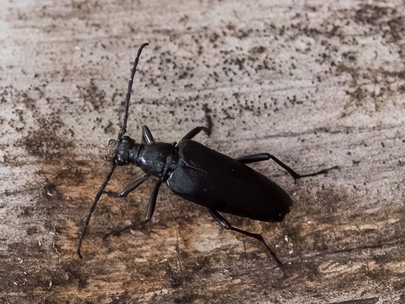 セアカハナカミキリ（和名別称：クロオオハナカミキリ) / Macroleptura thoracica (Creutzer, 1799)