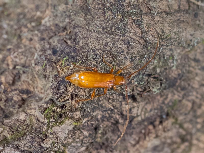 ナカネアメイロカミキリ　/　Obrium nakanei Ohbayashi,1959