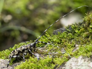 ヒゲナガゴマフカミキリ / Palimna liturata (Bates, 1884)