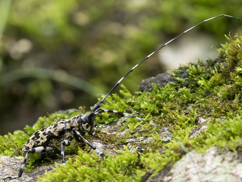 ヒゲナガゴマフカミキリ / Palimna liturata (Bates, 1884)