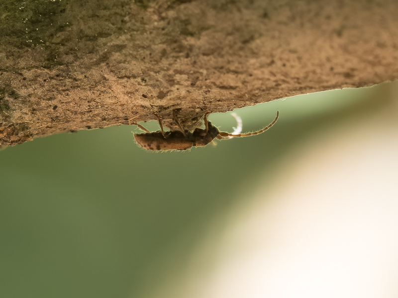 シロチビコブカミキリ / Miccolamia (isomiccolamia) verrucosa Bates,1884